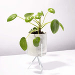 Chinese Money Plant Pilea Peperomioides Pet-Friendly Plant Verdant Lyfe