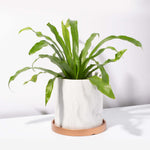 Bird's Nest Fern Asplenium nidus Easy Houseplant Verdant Lyfe