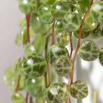 String of Turtles Peperomia prostrata Trailing Plant Verdant Lyfe