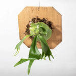 Mounted Staghorn Fern Platycerium alcicorne rare variety Verdant Lyfe