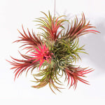 Airplant 'Maroon' Tillandsia brachycaulos burgundy Verdant Lyfe full view