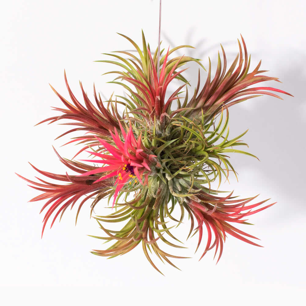 Airplant &#39;Maroon&#39; Tillandsia brachycaulos burgundy Verdant Lyfe full view