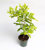 Miracle Berry Synsepalum dulcificum Tastebud Changing Plant Verdant Lyfe