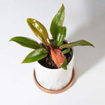 “Prince of Orange Plant” Philodendron Houseplant Verdant Lyfe