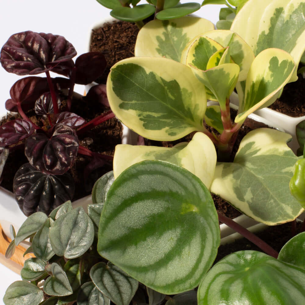 Grower&#39;s Choice Honeycomb 8 Piece Planter Set Verdant Lyfe
