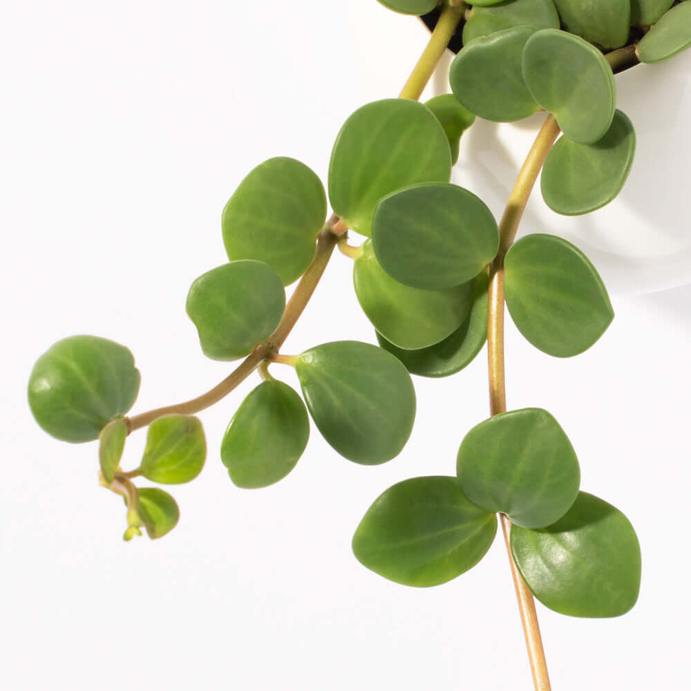 Peperomia Hope deppeana × quadrifolia &#39;Trailing Jade&#39; Plant Verdant Lyfe