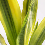 Yellowstone Sansevieria Snake Plant Verdant Lyfe