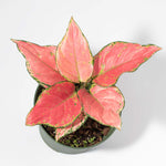 Aglaonema 'Wishes' Easy Pink Houseplant Verdant Lyfe top view