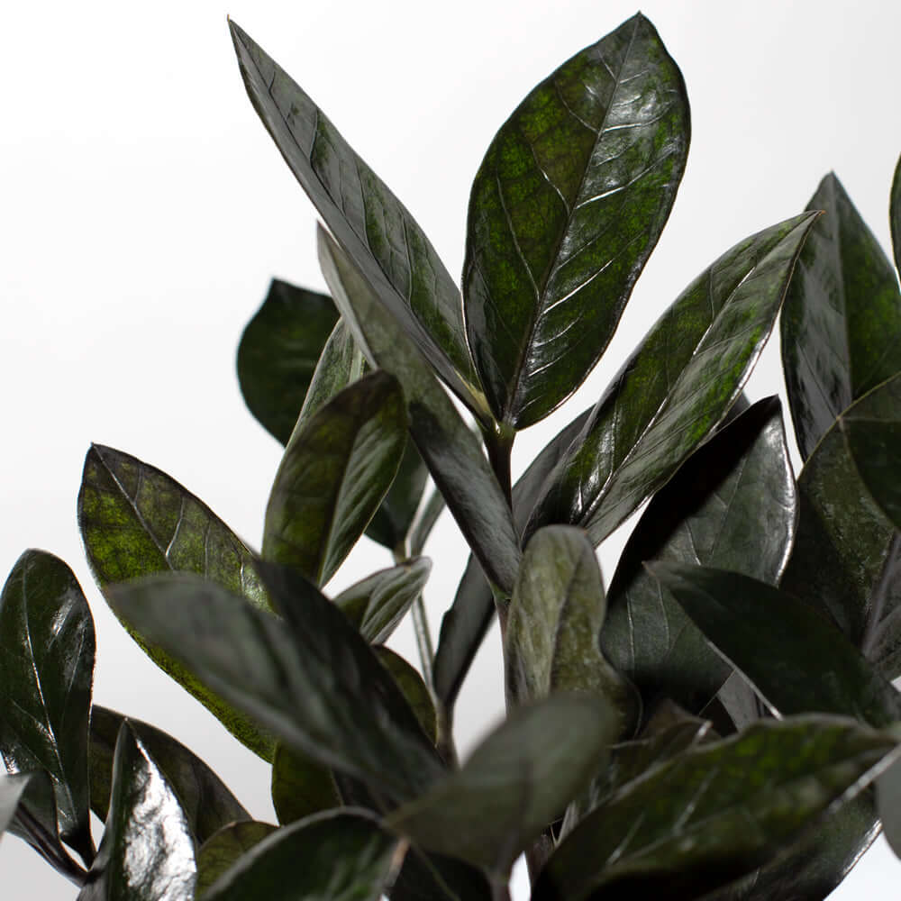 Black Zanzibar Gem Zamioculcas zamiifolia &#39;Nova Star&#39; Raven ZZ Plant Verdant Lyfe
