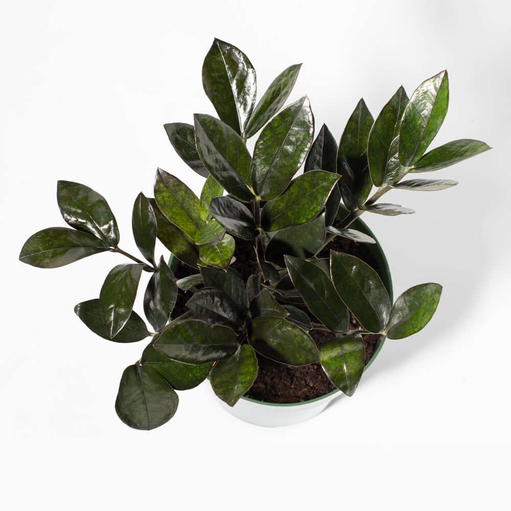 Black Zanzibar Gem Zamioculcas zamiifolia &#39;Nova Star&#39; Raven ZZ Plant Verdant Lyfe