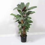 Calathea Setosa Ctenanthe Exotica Large Prayer Plant Verdant Lyfe