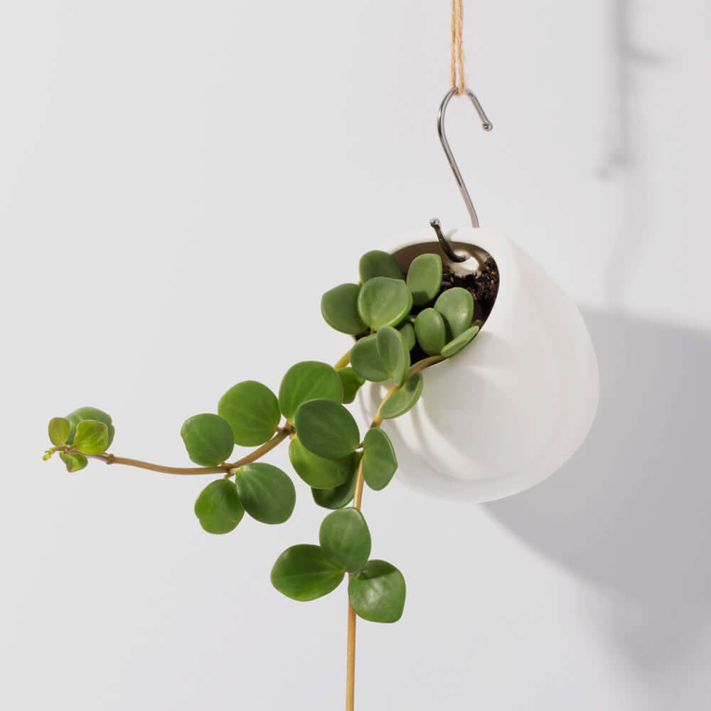 Peperomia Hope deppeana × quadrifolia &#39;Trailing Jade&#39; Plant Verdant Lyfe