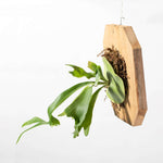 Mounted Staghorn Fern Platycerium alcicorne rare variety Verdant Lyfe