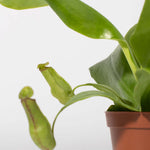 Gaya Pitcher Plant - Nepenthes X St. Gaya Compact Carnivorous Plant Verdant Lyfe