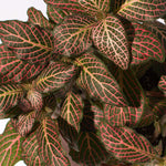 Pink Nerve Plant Fittonia Leather Leaf Plant Verdant Lyfe
