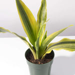 Yellowstone Sansevieria Snake Plant Verdant Lyfe