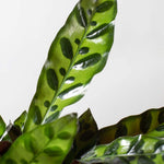 Calathea Rattlesnake Lancifolia Prayer Plant Verdant Lyfe