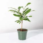 Miracle Berry Synsepalum dulcificum Tastebud Changing Plant Verdant Lyfe