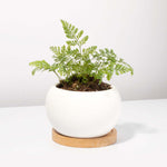 Rabbit Foot Fern Plant Davilla Pet-Friendly Houseplant Verdant Lyfe