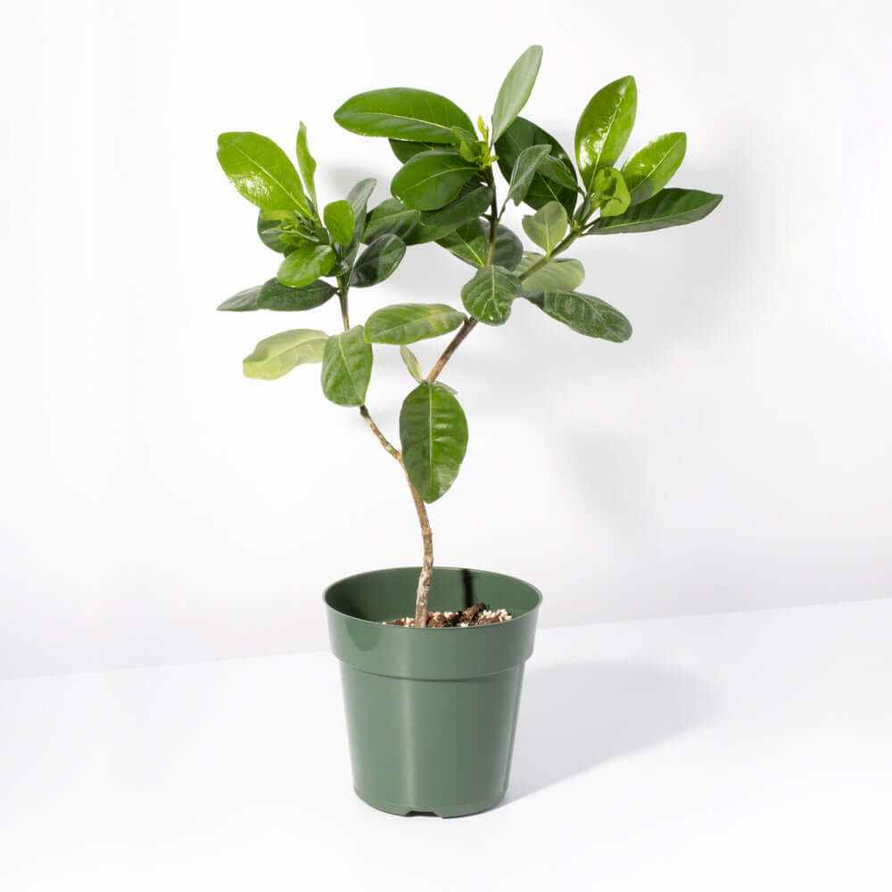 Gardenia taitensis &#39;Double&#39; - Double Tahitian Fragrant Flowering Bush Plant Verdant Lyfe