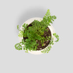 Rabbit Foot Fern Plant Davilla Pet-Friendly Houseplant Verdant Lyfe