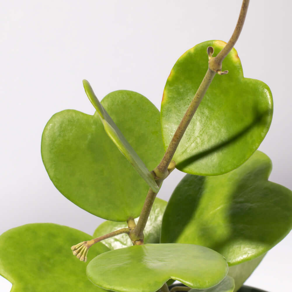 Hoya Kerri &#39;Hearts&#39; Sweetheart Vine Valentine Plant Verdant Lyfe