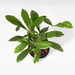 Miracle Berry Synsepalum dulcificum Tastebud Changing Plant Verdant Lyfe