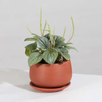 Peperomia caperata 'Frost' Radiator Plant Verdant Lyfe