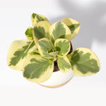 Diana Porcelain Planter with Bamboo Tray Verdant Lyfe