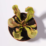 Sarracenia purpurea 'Venosa Red' Trumpet Pitcher Carnivorous Plant Verdant Lyfe