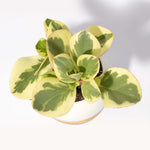 Peperomia Obtusifolia Variegated Marble Baby Rubber Plant Verdant Lyfe