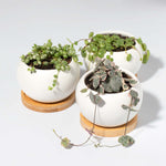 Stunning Strings Growers Choice 'String Of' Plant Bundle Verdant Lyfe