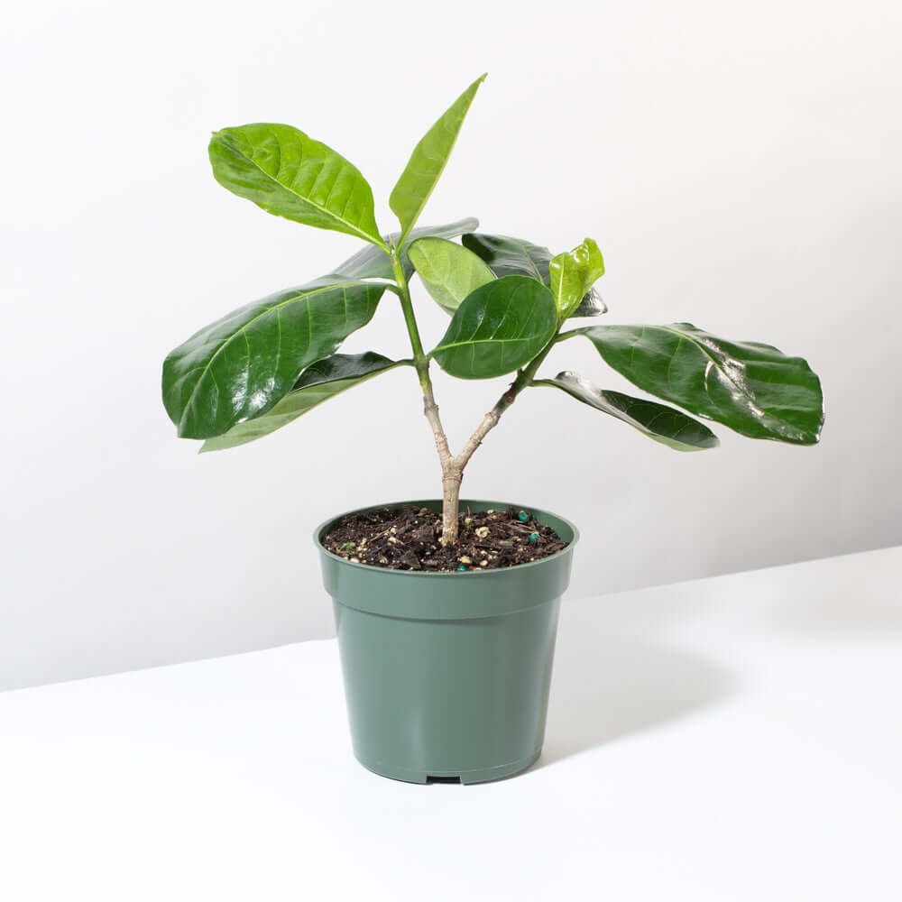 Gardenia taitensis &#39;Double&#39; - Double Tahitian Fragrant Flowering Bush Plant Verdant Lyfe