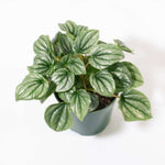 Peperomia caperata 'Frost' Radiator Plant Verdant Lyfe