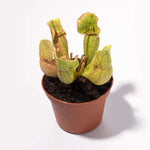 Sarracenia purpurea 'Venosa Red' Trumpet Pitcher Carnivorous Plant Verdant Lyfe