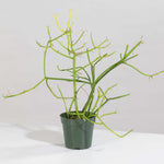 Euphorbia Tirucalli Firesticks Pencil Cactus Succulent Plant Verdant Lyfe