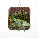 Mounted Staghorn Fern Platycerium bifurcatum on Cypress Wood (Elkhorn) Verdant Lyfe