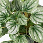 Peperomia caperata 'Frost' Radiator Plant Verdant Lyfe