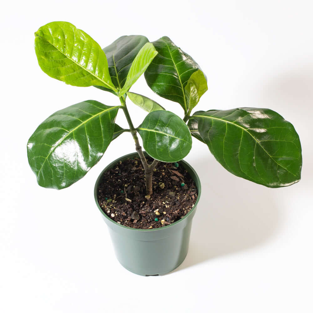 Gardenia taitensis &#39;Double&#39; - Double Tahitian Fragrant Flowering Bush Plant Verdant Lyfe