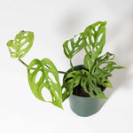 Swiss Cheese Monstera Adansonii Houseplant Verdant Lyfe