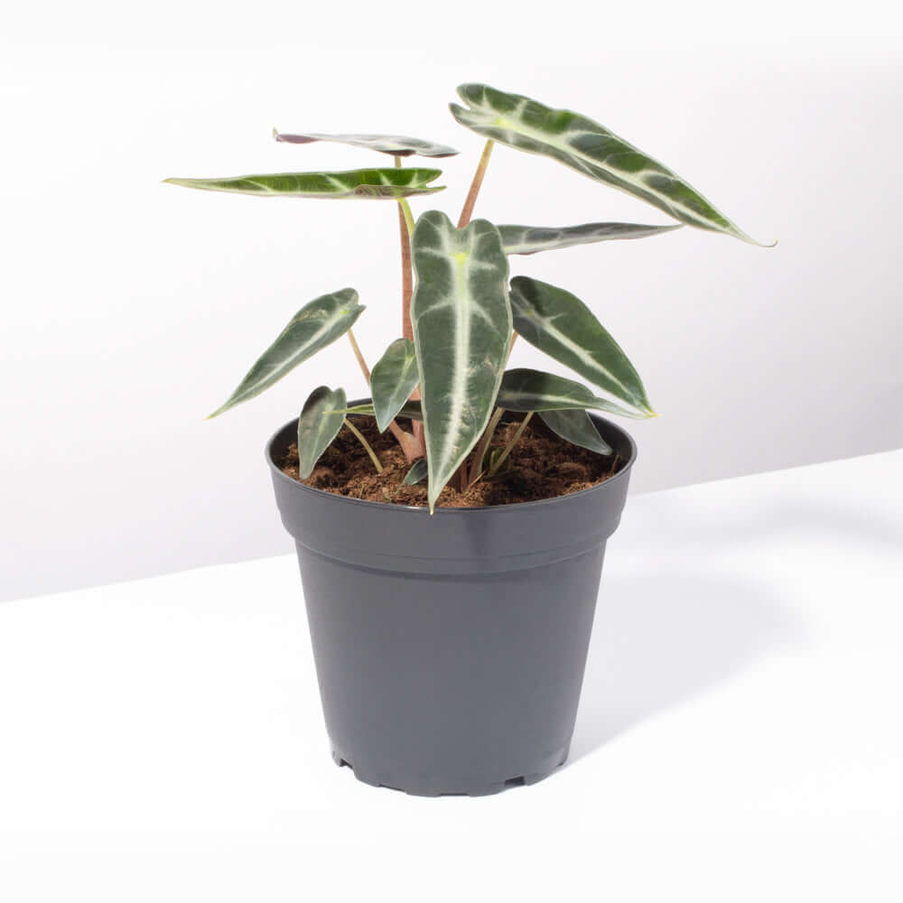Alocasia &#39;Bambino&#39; Dwarf Amazonica Polly Tropical Plant Verdant Lyfe
