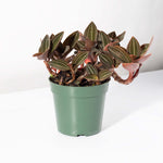 Jewel Orchid Ludisia discolor Terrarium Plant Verdant Lyfe