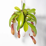 Tropical Pitcher Plant Nepenthes Alata Verdant Lyfe