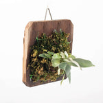 Mounted Staghorn Fern Platycerium bifurcatum on Cypress Wood (Elkhorn) Verdant Lyfe