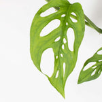 Swiss Cheese Monstera Adansonii Houseplant Verdant Lyfe