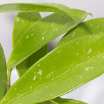 Hoya pubicalyx Splash Vining Plant Verdant Lyfe