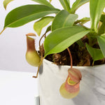Tropical Pitcher Plant Nepenthes Alata Verdant Lyfe