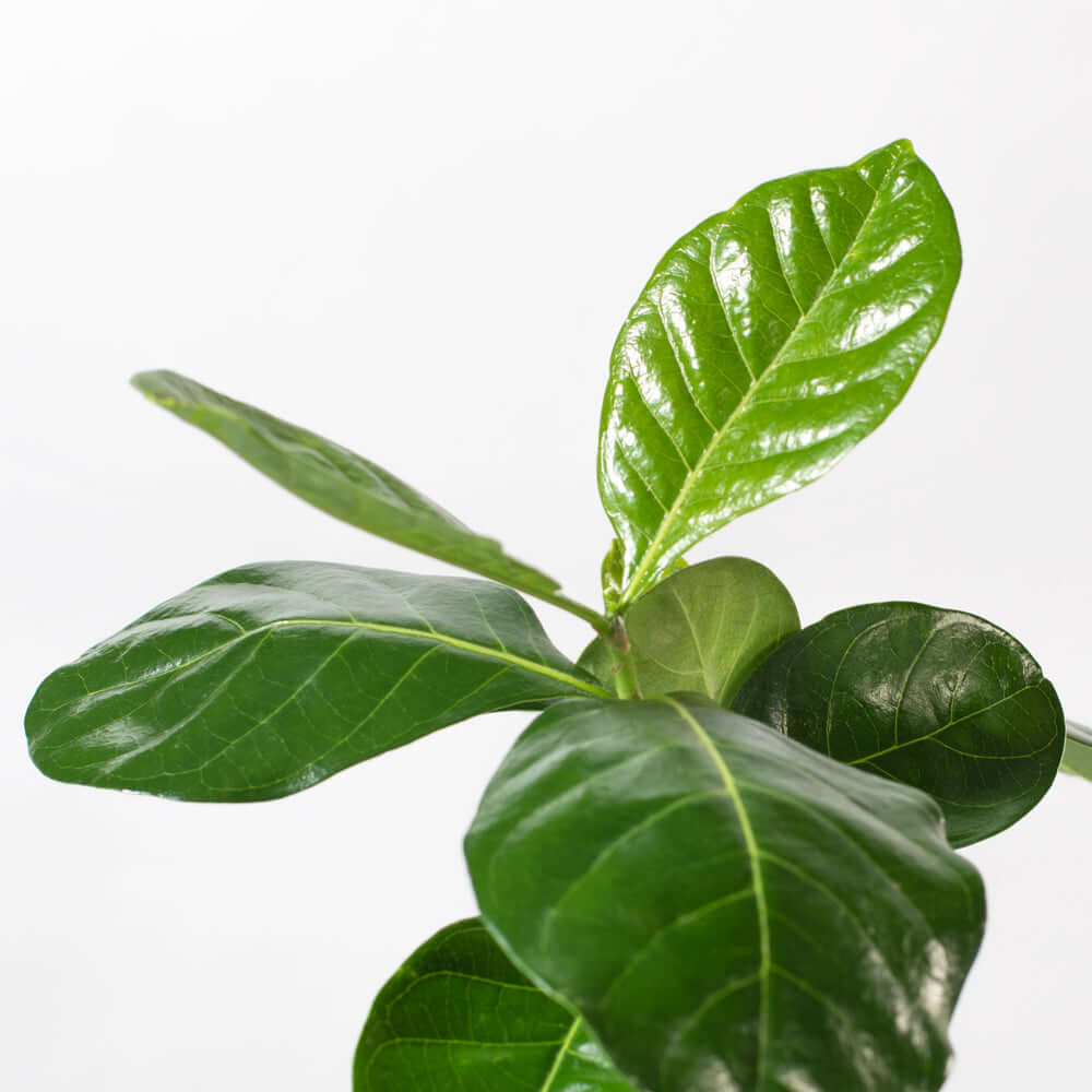 Gardenia taitensis &#39;Double&#39; - Double Tahitian Fragrant Flowering Bush Plant Verdant Lyfe