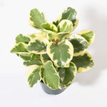 Peperomia Obtusifolia Variegated Marble Baby Rubber Plant Verdant Lyfe