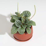 Peperomia caperata 'Frost' Radiator Plant Verdant Lyfe